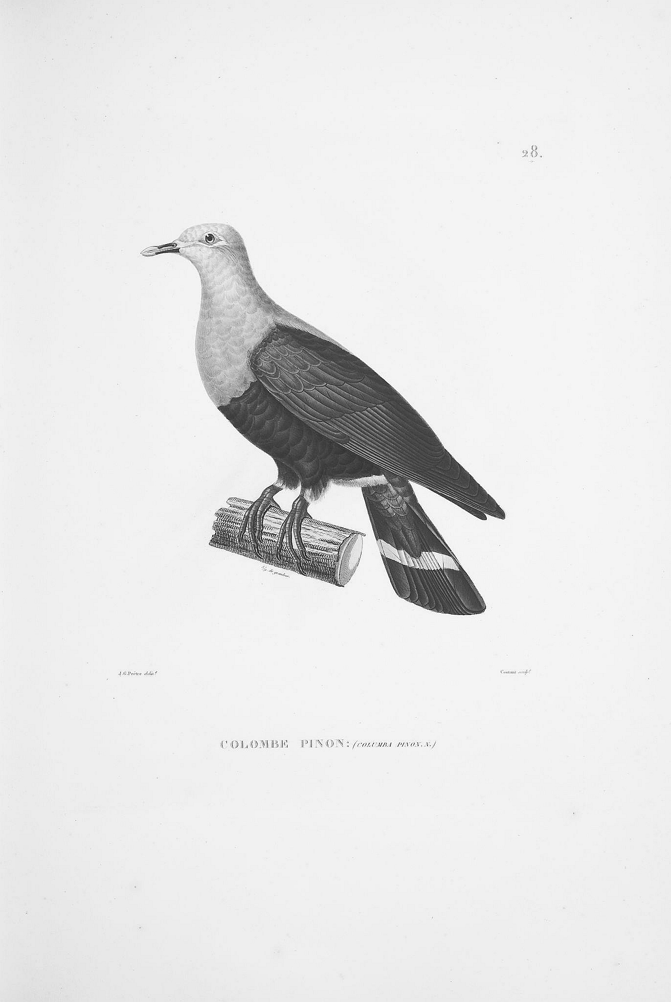 Columba Pinon da Gould - New Guinea Birds - Vol.5